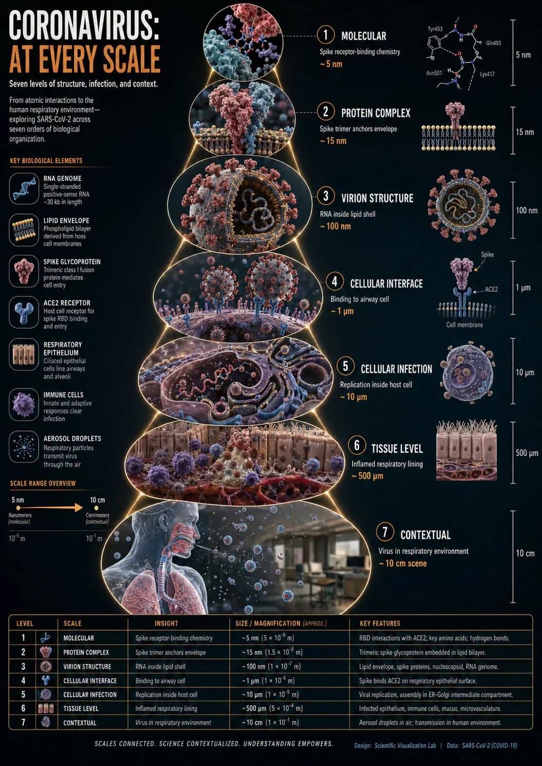 Coronavirus Scale Zoom Scientific Infographic AI photo prompt example on PromptKosh